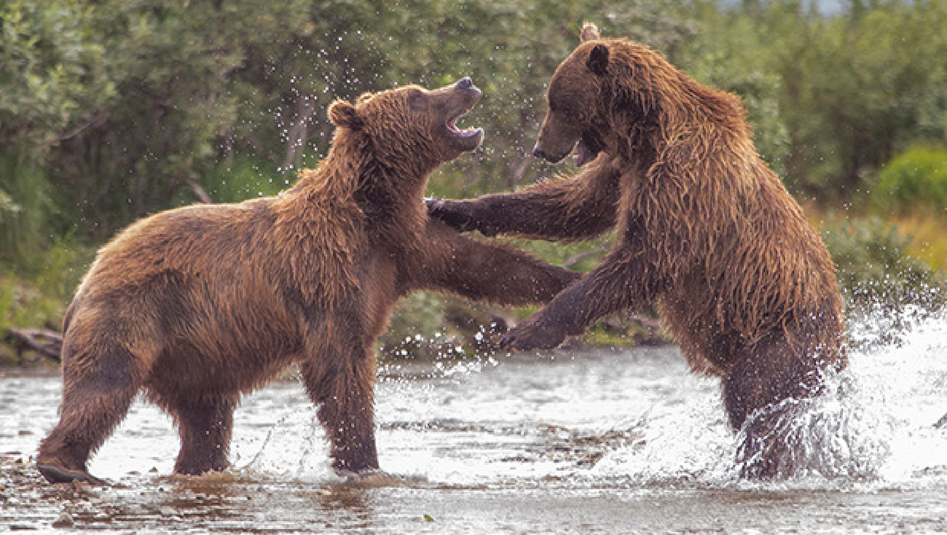 Alaska’nın en vahşi hayvanları